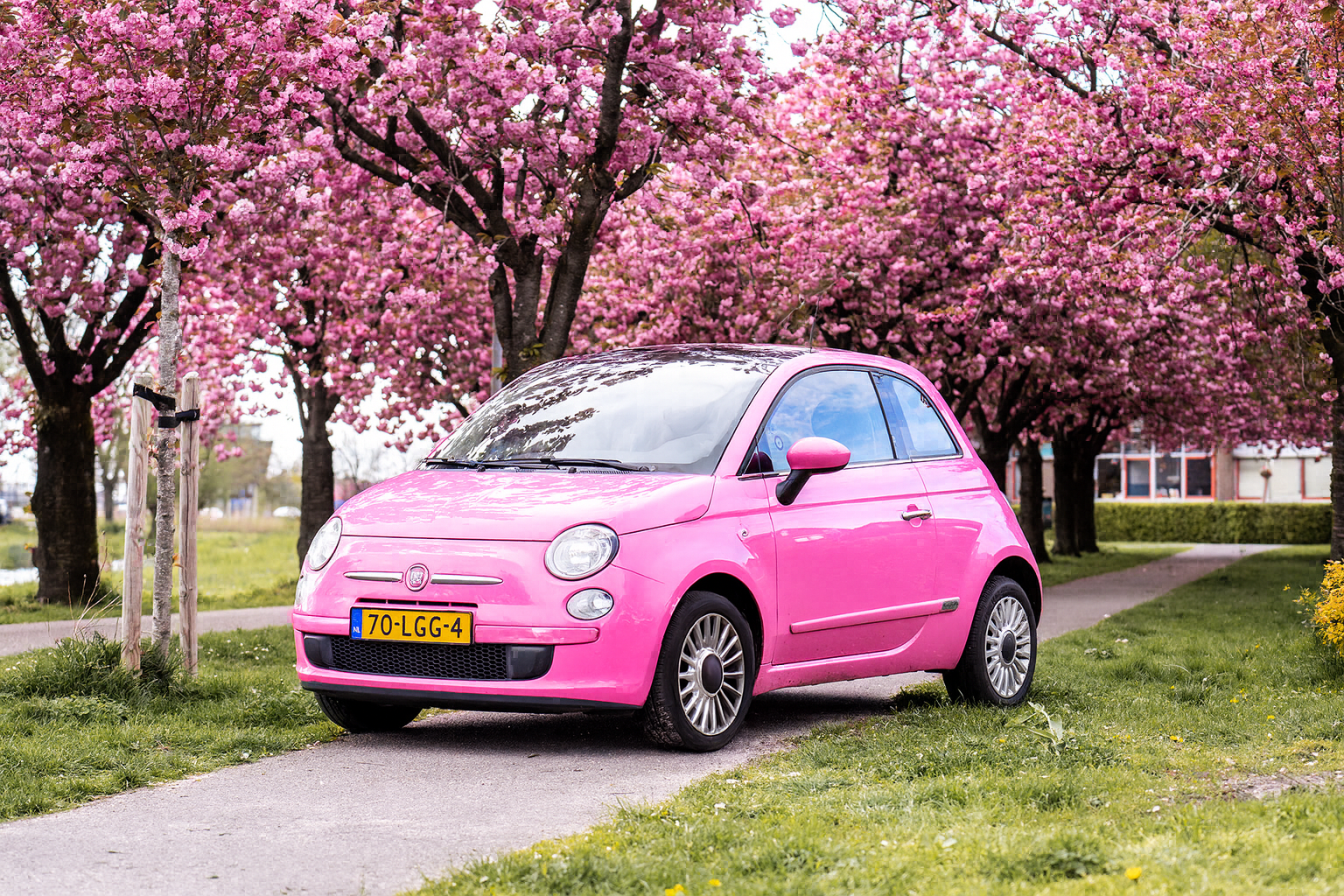 roze fiat 500 bij bloesembomen